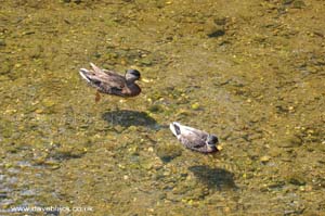 Two Little Ducks on the Silverburn River, Isle of Man