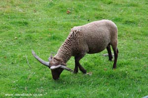 Four horned sheep at The Grove museum near Ramsey, Isle of Man