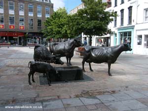 Jersey cow sculptures on Bath Street, St Helier