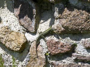 Common lizard found in the gardens of Mont Orgueil Castle