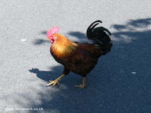 Cockerel strutting along the road in St. Brelade, Jersey