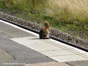A Cat on The Platform of Colwall Railway Station