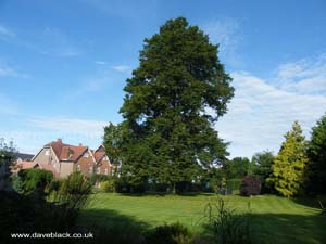 A Tall Tree In The Garden of The Colwall Park Hotel