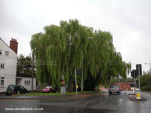 A Willow Tree On Ledbury High Street