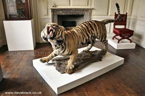 Stuffed Tiger, killed so it could be a trophy.