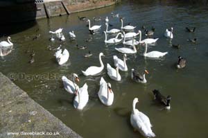 Swans, ducks, geese near the Tramway Bridge over The River Avon at Stratford Upon Avon