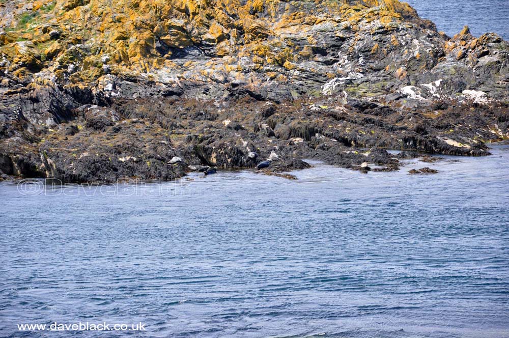 Kitterland is the small rocky island between the Calf Of Man and the Isle of Man