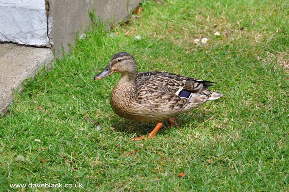 A Duck At The Grove museum near Ramsey, Isle of Man