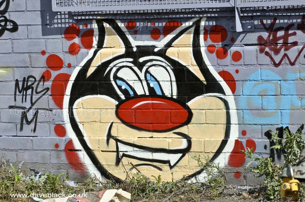 Red Nosed Cat Red Nosed Cat