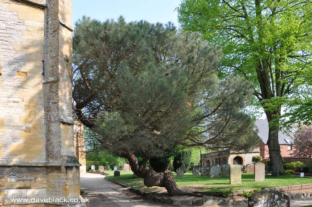 Holy Trinity Church The graveyard at Holy Trinity Church in Stratford Upon Avon